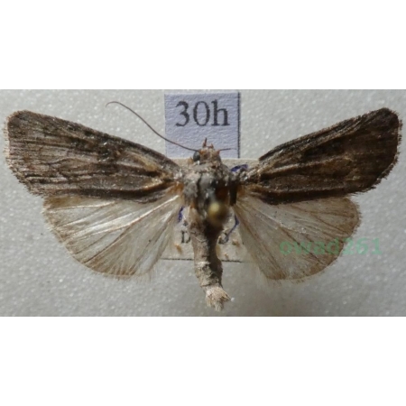 Bryoleuca raptricula (Denis & Schiffermüller, 1775) Czech30h